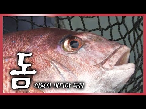 [어영차바다야 특집] 짜릿한 손맛에 쫄깃한 맛까지 생선의 제왕 '돔'