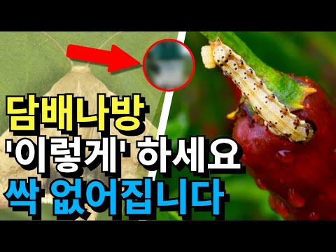 It's easy to get rid of tobacco moths. Everything you need to know about tobacco moths