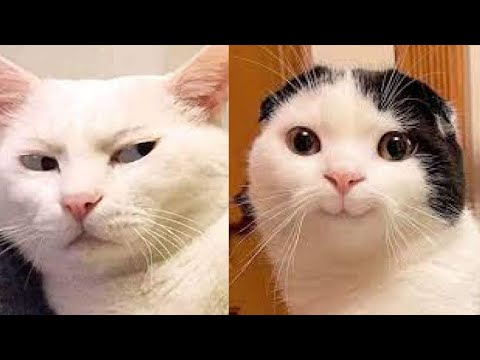 😂🐱 30 Minutes of HILARIOUS Cat Bloopers That Will Make You LOL! 😂🐱