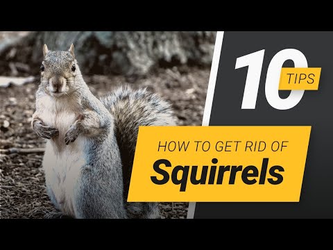 How To Get Rid Of Squirrels?