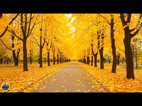 ВОССТАНОВЛЕНИЕ НЕРВНОЙ СИСТЕМЫ - Осень - Что такое осень! Почему все плачут под эту песню?