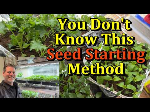 The Foil Tray Seed Seed Starting Method for Tomato, Pepper, & Other Transplants (Save Space & Money)