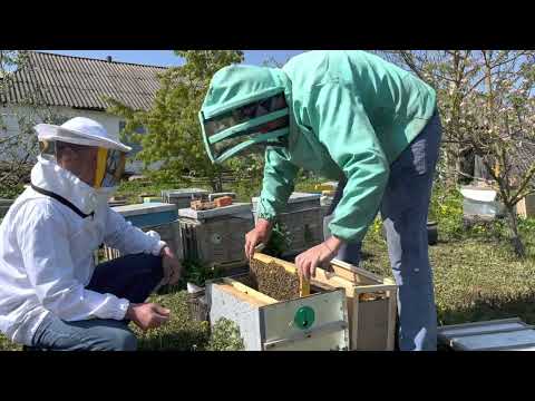 Комплектуємо бджолопакети на продажу