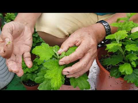 Chrysanthemum Pruning: Chrysanthemum Pruning - Keeping Chrysanthemums in Full Bloom at the Same H...
