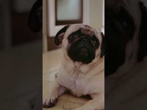 Join BalletActive’s Sofa 2 Studio free 21-day challenge and dance along at home (pug optional).