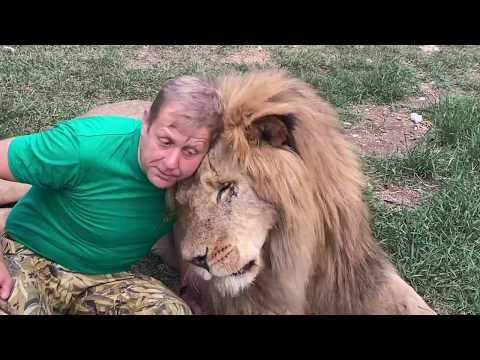Как мы выгоняли львов из вольера и УГОВАРИВАЛИ ВОЖАКА ЧУКА ! Russian Lion man !