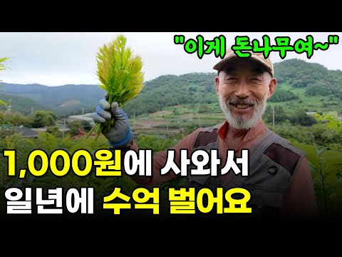 진작 시작할껄, 1,000원에 사와서 일년에 뚝딱하고 수억 버는 60대 | 인간극장 | 다큐멘터리 | 휴먼스토리 | 직업의모든것 | 둥지농원 | 여름두릅 | 땅두릅 | 카멜레온두릅