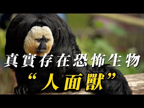 盤點世界最恐怖，恐怖人面獸被稱爲“不祥之物，遇見趕緊跑！巨型螃蟹腿長4米能活100年，戰鬥力比藏獒還強！超級巨豬體重2316斤，被殺4次都不死皈依佛門！#动物 #科普 #野生动物 #百科密码