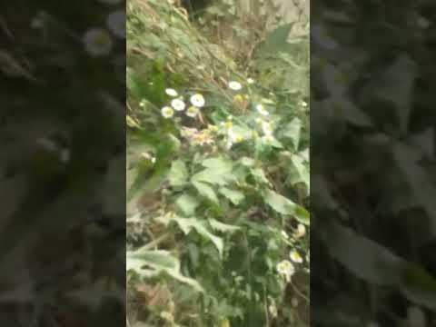 this sound will fit the last video in your camera feed 🤣🤣