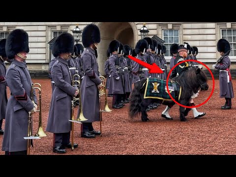 Everyone Speechless as Rare Scottish Pony Arrives at Buckingham Palace 🏴󠁧󠁢󠁳󠁣󠁴󠁿 | Changing the Guard