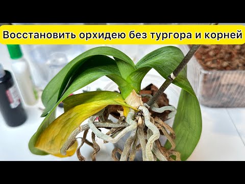 Return the turgor of the orchid leaves (sub ENG)