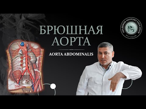 Брюшная аорта. Чревный ствол / Celiac trunk