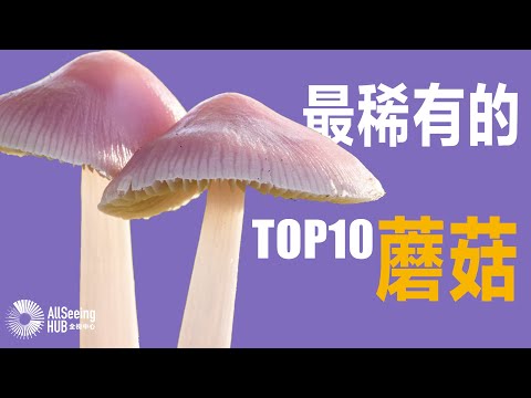 地球上最稀有最贵的蘑菇 TOP10 / 真菌/菌菇/食用菌/毒蘑菇/食用/珍品/美食/菜肴/贵/罕见/神奇