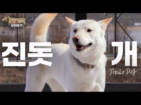 [세나개 댕모아] 대한민국의 자랑스러운 토종견이자 충성심 깊기로 소문난 진돗개들의 문제 행동 🐶진돗개 편