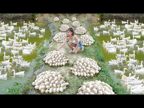 Super Egg Ducks Farm Lays Lots Of Eggs - Harvest Many Ducks Eggs Go To Countryside Market Sell