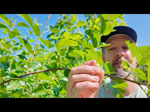 The Lovely White Mulberry (And What We Do With Them)