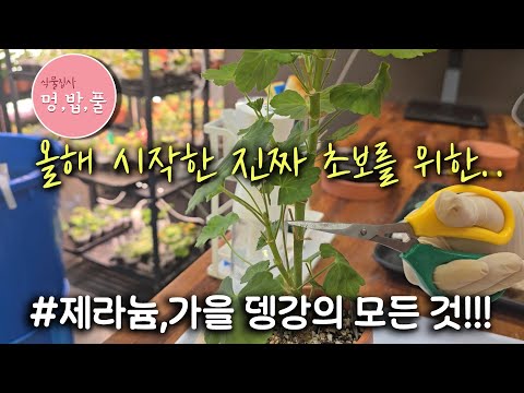 제라늄,올해 시작한 초보를 위한 뎅강 #초보뎅강 #초보삽목 #진짜초보제라늄키우기