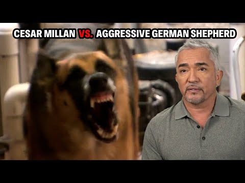 Most Dangerous Dog I Have Ever Faced - A German Shepard That Mauls Its Owner | Cesar 911 Throwbacks