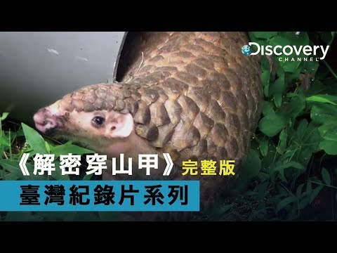 [完整節目]Discovery 臺灣紀錄片系列--《解密穿山甲》