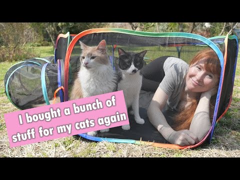 Cheering myself up by buying things for my cats