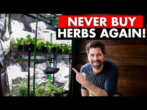NEVER Buying Fresh Herbs or Lettuce Again!