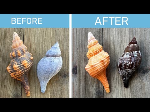 Best way to safely clean seashells! And it's economical too!