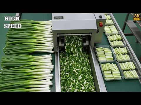 How Green Onions Are Cut & Packaged in a High-Tech Factory | Full Process (ASMR)