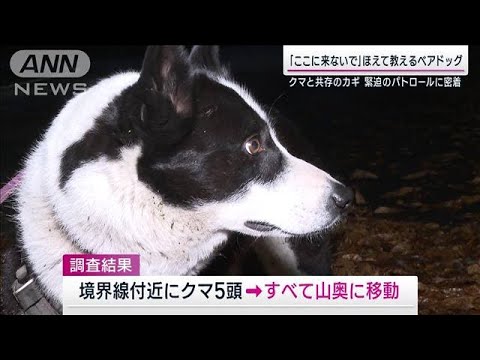 クマ被害を激減“特殊訓練”受けた「ベアドッグ」共存のための緊迫パトロールに密着(2023年10月29日)