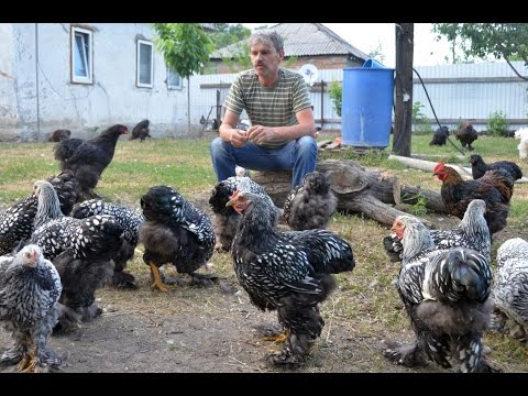 Coccidiosis and worms in chickens: treatment, prevention. Matripula S.B.