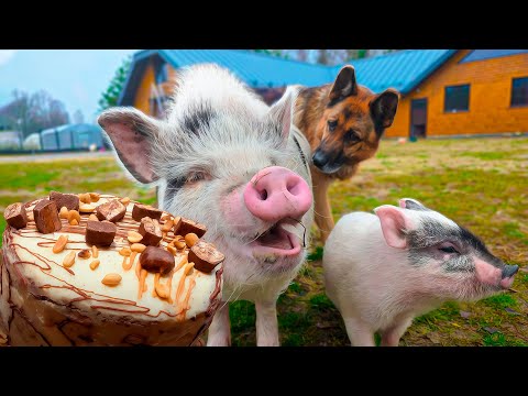 Experience FREEDOM in RURAL Life! 🐔Animals live freely without fences.🍰 Making a Delicious Snicker