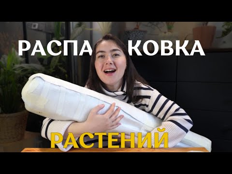 ОГРОМНОЕ растение из РАСПАКОВКИ | новые РАСТЕНИЯ из Таиланда и не только🌿