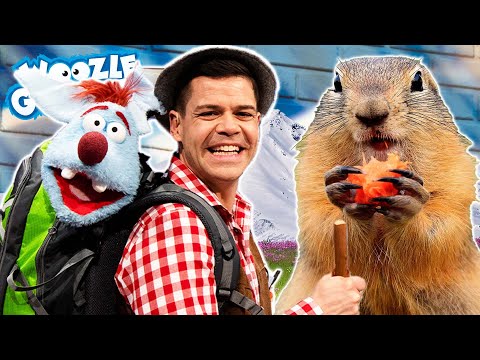 Welche Tiere leben in den Alpen? l WOOZLE GOOZLE