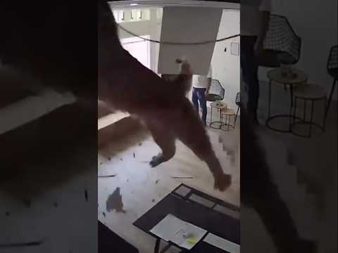 Cat-astrophe! 😹 Ceiling Adventure Gone Totally Wrong! 💥