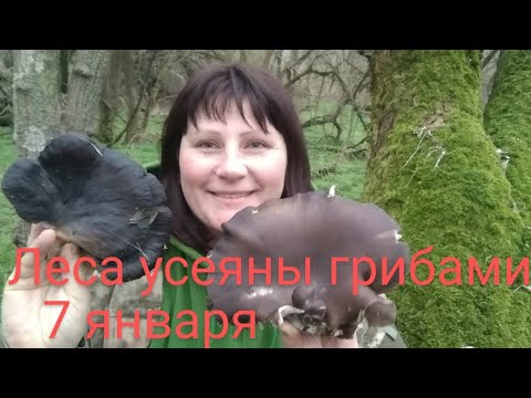 Грибные приключения 07.01.2024. В этот раз я в лесу не одна))