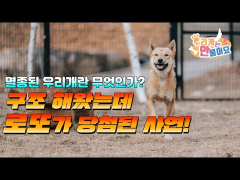 🚨방치견을 구조했는데 로또가 당첨되었습니다! #진돗개키우기 #진돗개입양 #진도견입양 #진돗개교육 #진돗개훈련