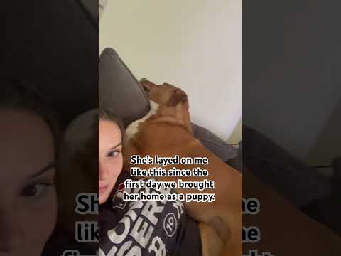 Dogs are too pure for this world 💗 #shorts #shortsfeed #dog #dogs #rescuedog #puppy #rescuepuppy