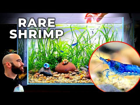 Creating a Tank For RARE Shrimp (Orange-Eyed Blue Dream)