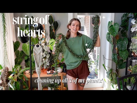 MAJOR string of hearts chop, prop, + repot! regular, variegated, & silver glory 💓✂️