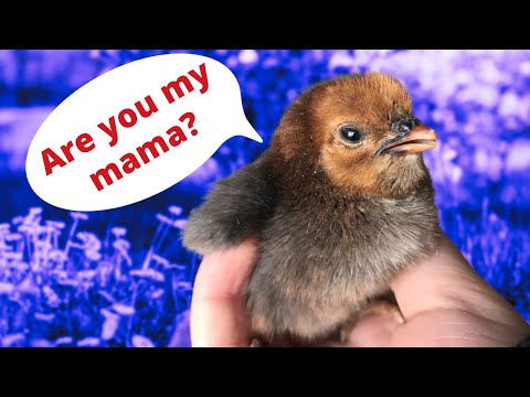 Trick baby chicks into thinking you're Mama Hen
