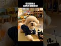 유치원은 배울게 많은 배뜐이 2탄 #강아지인터뷰 #귀여운영상 #강아지훈련 #강아지재주 #하이파이브 #애견유치원
