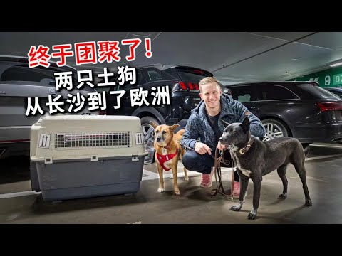 [ENG中文 SUB] My 2nd DOG arrived in EUROPE!
