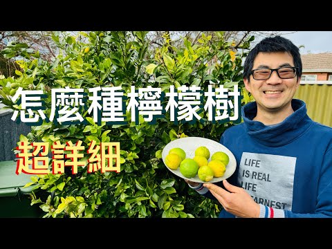 【超詳細】怎麼種檸檬（包含剪枝）