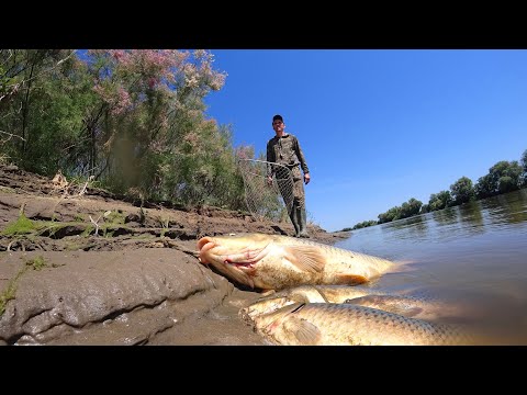 САЗАН ПРЁТ, ПОШЛА ЖАРА. СПАСЕНИЕ МАЛЬКА. Сазан на закидушки. Рыбалка на сазана, ловля на макуху.
