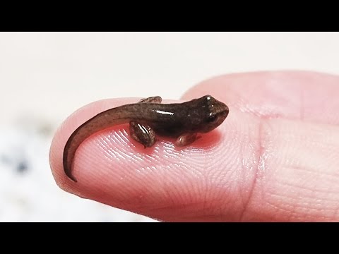 The process of making friends with tadpoles