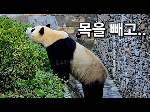 오늘은 푸바오를 보러 누가 왔나...??목을 빼고...둘러 보는... | 11월 24일 오전(푸바오 실시간)