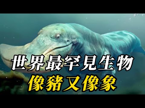 全世界10種妳從未見過的“怪異動物”，第七名比熊貓還罕見，全球僅幾只，第壹名因長相太過詭異，連科學家都沒見過這種神秘物種！#世界之最 #科普 #科普 #动物 #动物世界 #知识渊博 #百科密码