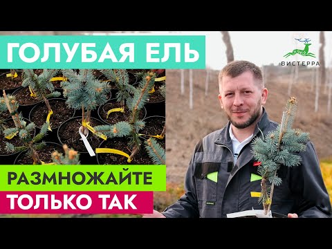 ГОЛУБАЯ ЕЛЬ РАЗМНОЖЕНИЕ ЧЕРЕНКАМИ | ЕЛЬ ИЗ ВЕТКИ | ГОЛУБАЯ ЕЛЬ ХУПСИ ОТ ЧЕРЕНКА ДО САЖЕНЦА