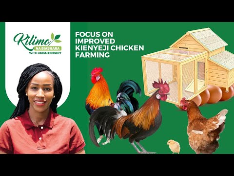 Kuku la Taifa ni Kuku Kienyeji: Focus on improved kienyeji chicken farming