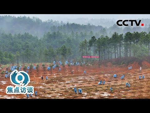 种树不用锹？沿海荒滩变森林？沙漠里、盐碱地上 “绿色奇迹”正在发生 | CCTV「焦点访谈」20240404
