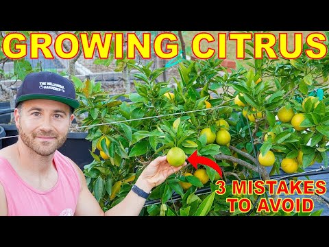 3 BIG Mistakes Gardeners Make Growing CITRUS Trees
